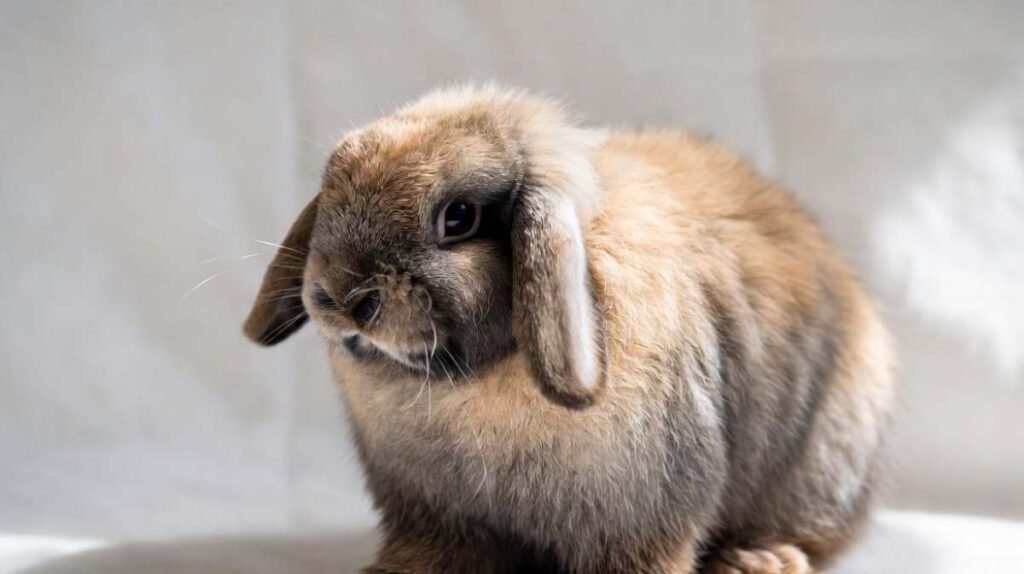 First-Year Holland Lop Rabbit Costs - How Much Are Holland Lop Rabbits