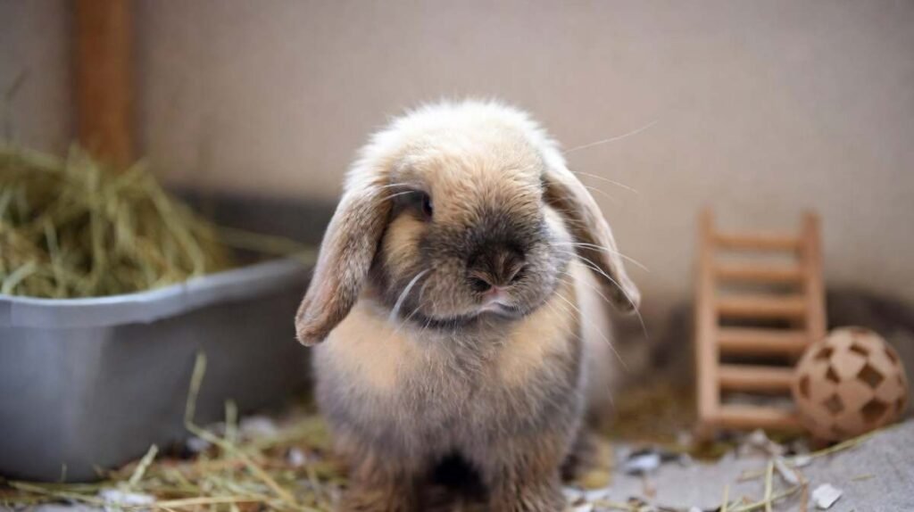 How Much Are Holland Lop Rabbits - Why Do Holland Lop Rabbit Prices Vary?
